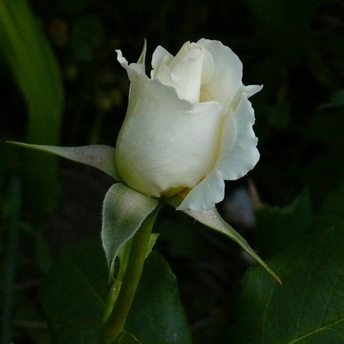 Rosa Pascali® - fehér - Teahibrid virágú - magastörzsű rózsafa